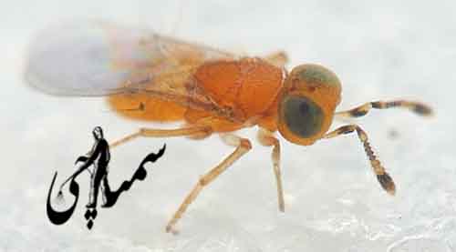 Metaphycus helvolus
